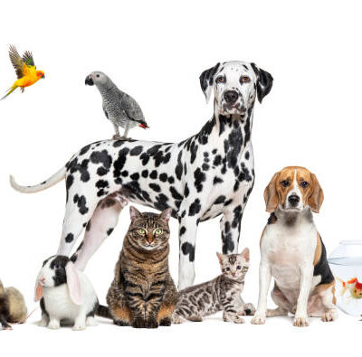 Animais